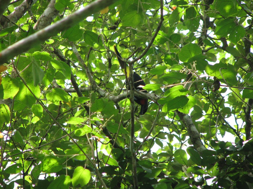 A gringo’s guide to clearing rainforest with a&nbsp;machete