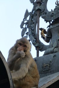 Cheeky monkey at Swayambhunath